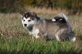 ALASKAN MALAMUTE 452